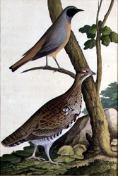 Rotschwanz und Haselhuhn