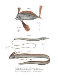 Bandfisch