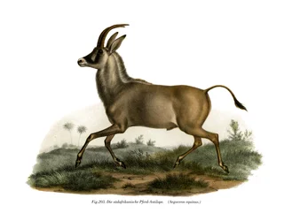 Rappenantilope, 1860
