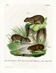 Felsenmeerschweinchen