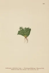 Felsen-Mannsschild (Androsace imbricata, Aretia imbricata)