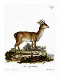 Reh