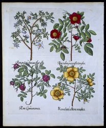 Rosen, Tafel 98 aus Hortus Eystettensis von Basil Besler (1561-1629), veröffentlicht 1613