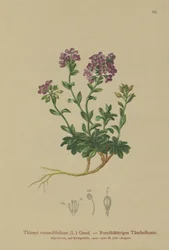 Rundblättriges Täschelkraut