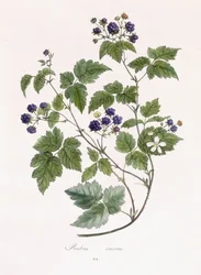 Rubus caesius