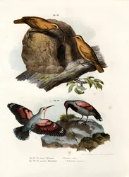 Roter Ofenbauer, 1864
