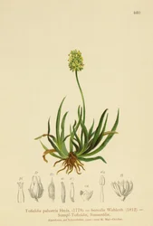Schottischer Asphodel (Tofieldia calyculata, Tofieldia palustris, Tofieldia borealis, Tofieldia pusilla)