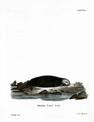 Seeotter
