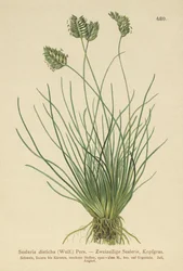 Seslerie (Sesleria disticha, Oreochloa disticha)