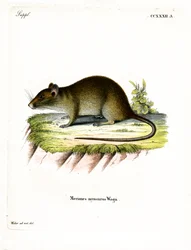 Kurzschwanz-Bandikutratte