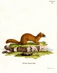 Sibirisches Wiesel