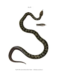Glattnatter (Farblithografie)