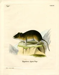 Schneemaus