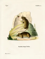 Südliche Birkenmaus