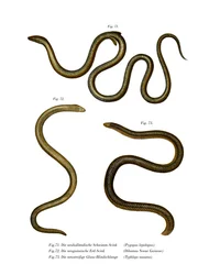 Südlicher Schuppenfuß (Farblithografie)