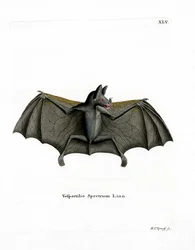 Spektralfledermaus