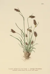 Ährige Hainsimse (Luzula spicata)