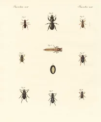 Seltsame Käfer