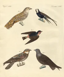 Seltsame Vögel
