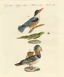 Seltsame Vögel