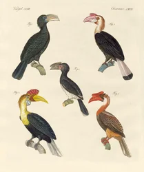 Seltsame Vögel