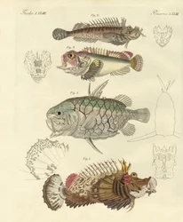 Seltsame Fische