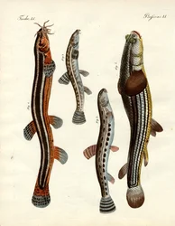 Seltsame Fische