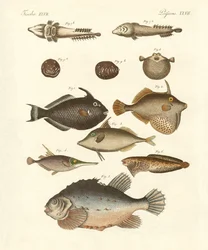Seltsame Fische