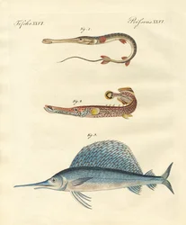 Seltsame Fische