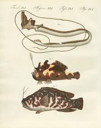 Seltsame Fische