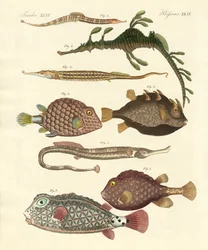 Seltsame Fische