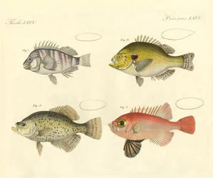 Seltsame Fische aus der Familie der Seebarsche