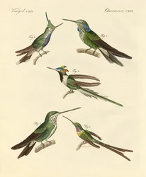 Seltsame Kolibris
