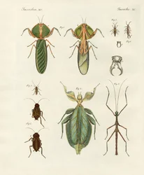 Seltsame Insekten