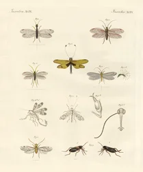 Seltsame Insekten