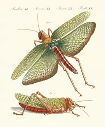 Seltsame Insekten
