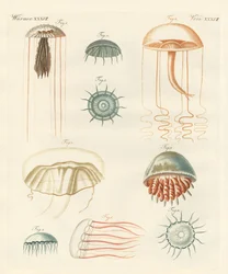 Seltsame Medusen
