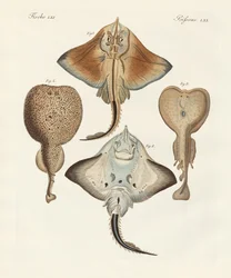 Seltsame Rochen