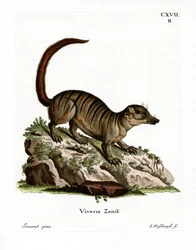Erdmännchen