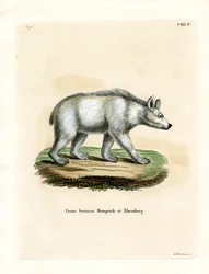 Syrischer Braunbär