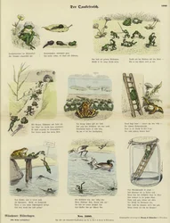 Der Frosch