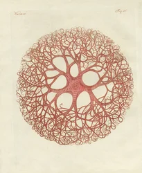 Der Medusenstern