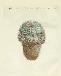 Die brustförmige Melonen-Distel