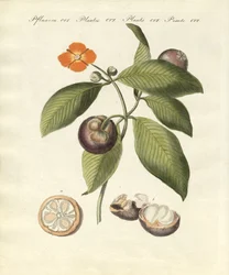 Der Mangostanbaum