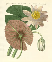 Die echte Lotusblume