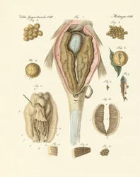 Der Rogen oder das Ovarium der Karpfen und Malermuscheln, oder die Entwicklung der Fische und Malermuscheln (Farbstich)