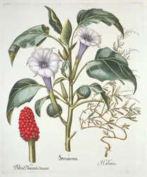 Stechapfel, aus dem Hortus Eystettensis von Basil Besler (1561-1629), veröffentlicht 1613