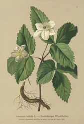Dreiblättrige Anemone (Anemone trifolia)