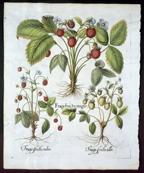 Drei Erdbeersorten, Tafel 116, aus Hortus Eystettensis von Basil Besler (1561-1629), veröffentlicht 1613