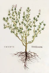 Thymus [Thymian], Illustration aus De historia stirpium commentarii insignes von Leonhard Fuchs, veröffentlicht 1542 (kolorierter Holzschnitt)